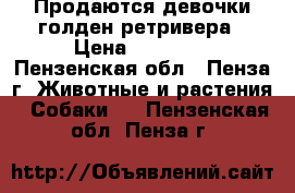 Продаются девочки голден ретривера › Цена ­ 25 000 - Пензенская обл., Пенза г. Животные и растения » Собаки   . Пензенская обл.,Пенза г.